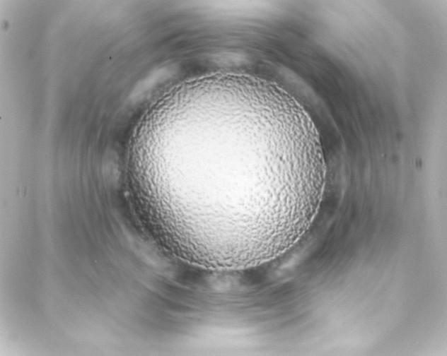 X0000088150762200705291422