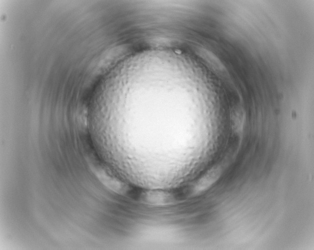 X0000088150766200705291422