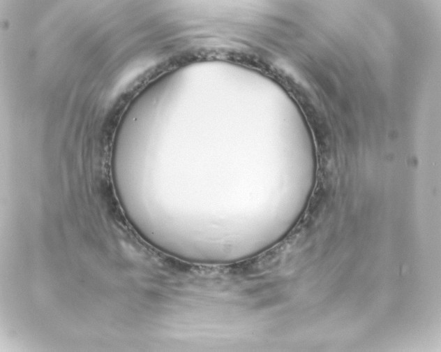 X0000088150775200705291422