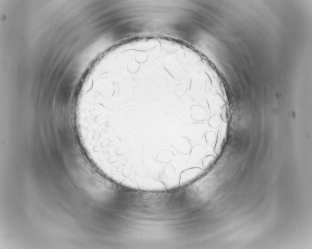 X0000088150832200705291420