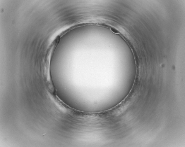 X0000088150838200705291420