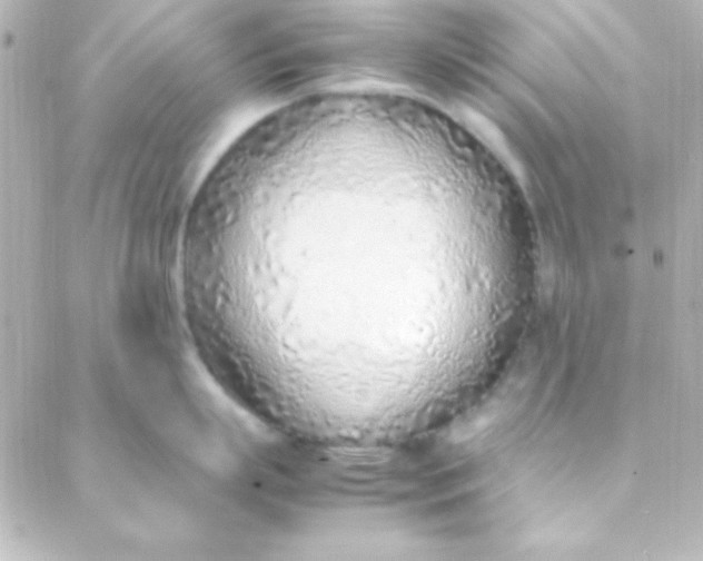 X0000088150863200705291421