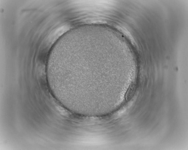 X0000088150881200705291420