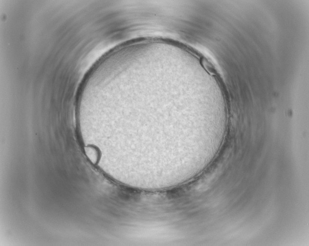 X0000088150887200705291420