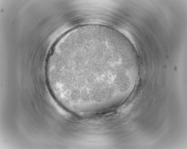 X0000088150995200705291418