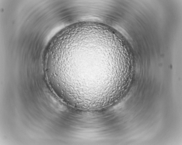 X0000088151022200705291417