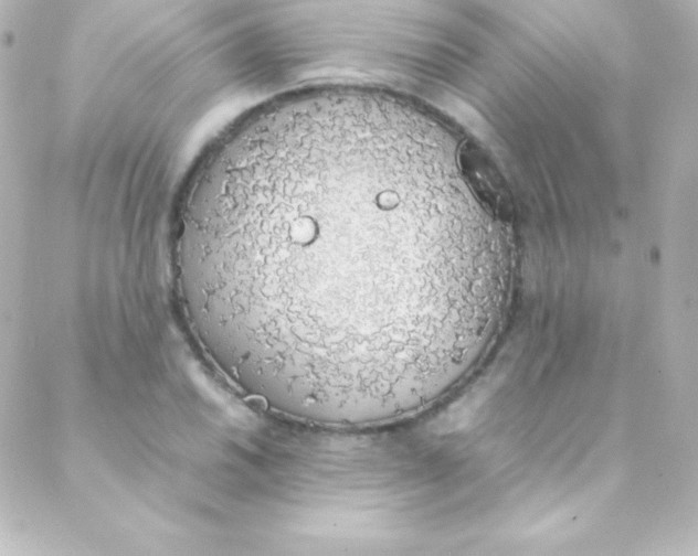 X0000088151030200705291417