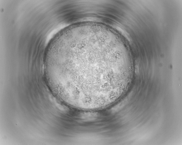 X0000088151117200705291416