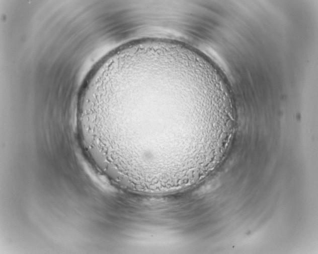 X0000088151128200705291416