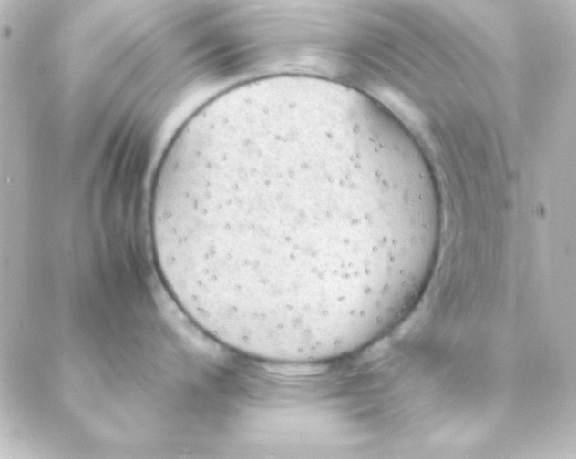 X0000088151200200705291415