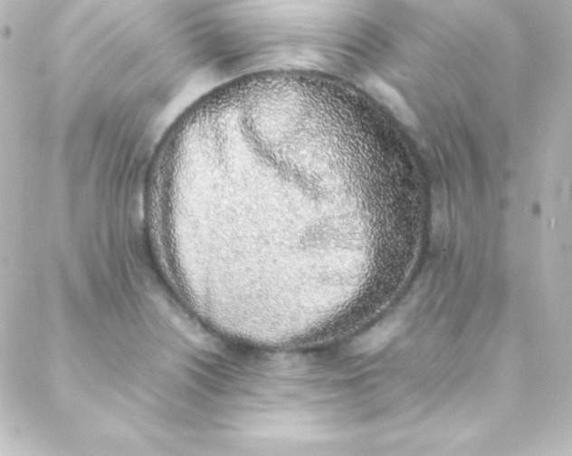 X0000088151226200705291414