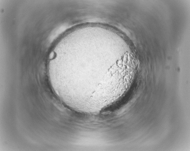 X0000088151263200705291414