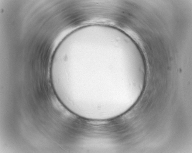 X0000088151296200705291413