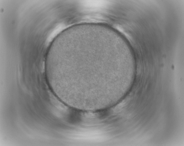 X0000088151459200705291411