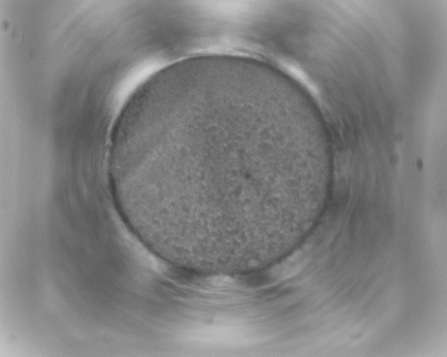 X0000088151463200705291410