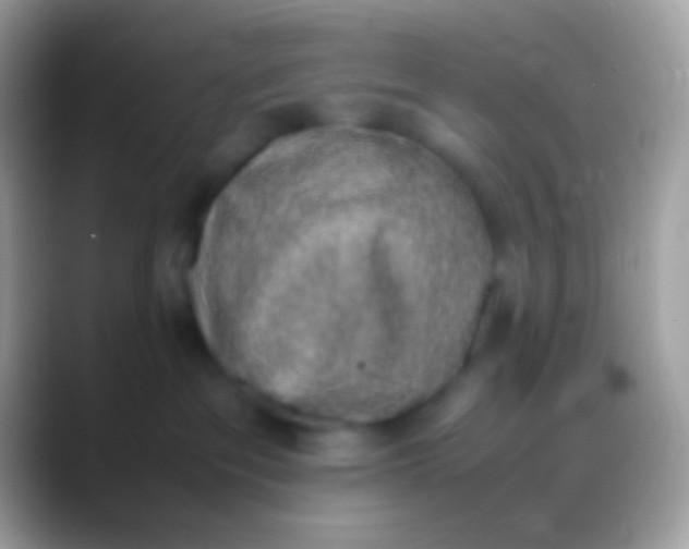 X0000088150237200706041400