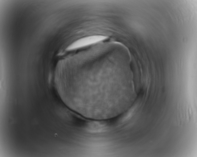 X0000088150239200706041400