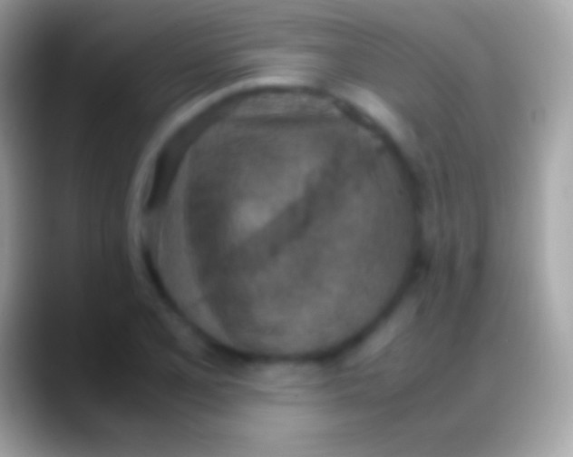 X0000088151077200706041350