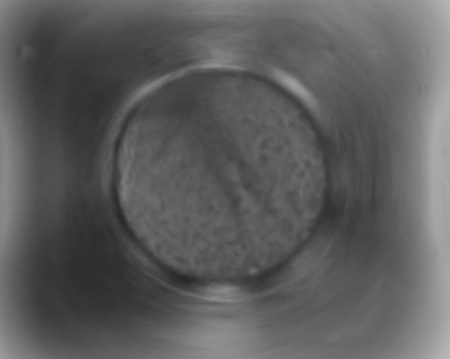 X0000088151463200706041346