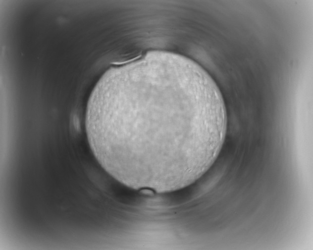 X0000088150068200706042037