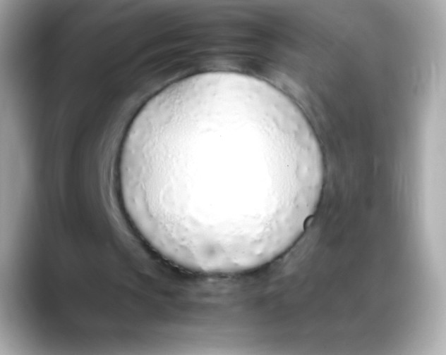 X0000088150145200706042036