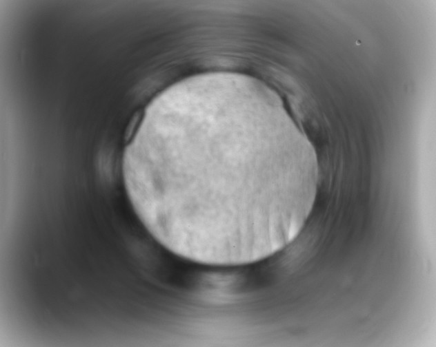 X0000088150168200706042036