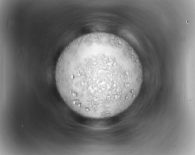 X0000088150169200706042036