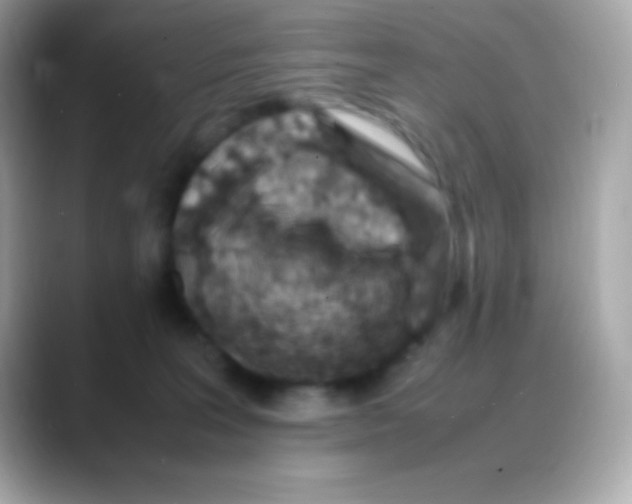 X0000088150227200706042035