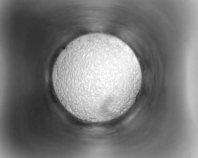 X0000088150589200706042031