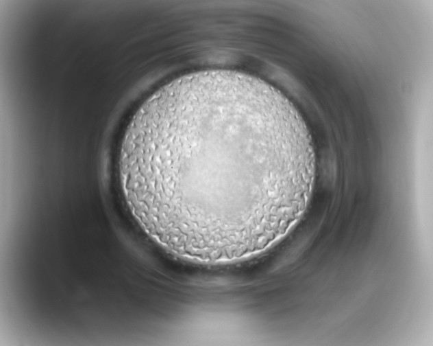 X0000088150726200706042028