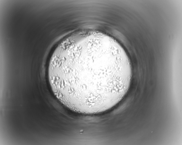 X0000088150779200706042028