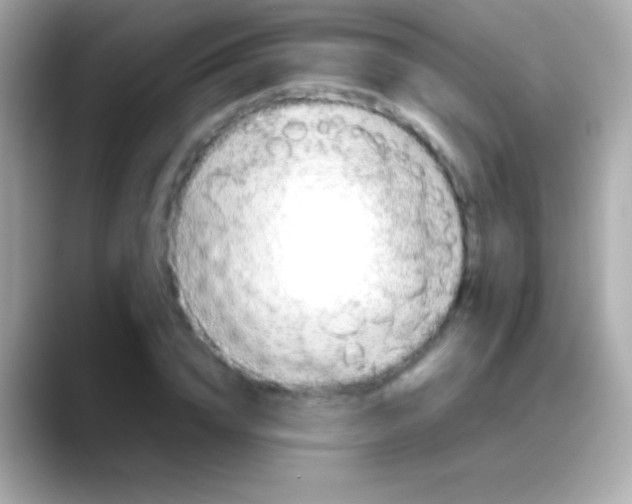 X0000088150832200706042027