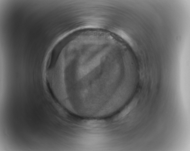 X0000088151077200706042024