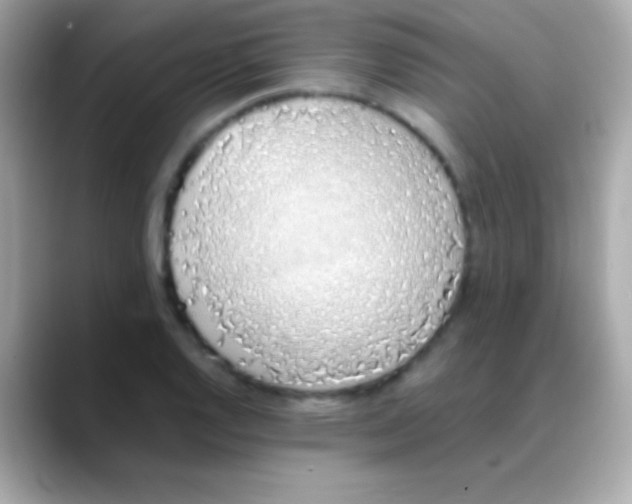 X0000088151128200706042024