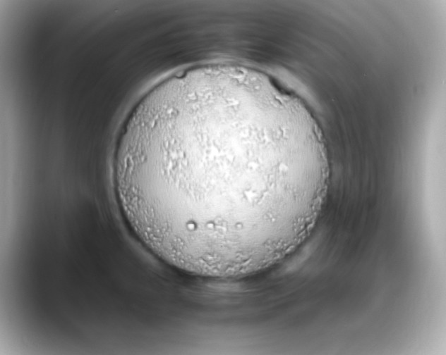 X0000088151239200706042022