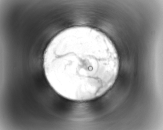 X0000088151314200706042021