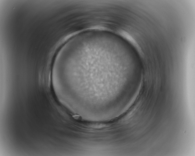 X0000088151323200706042021