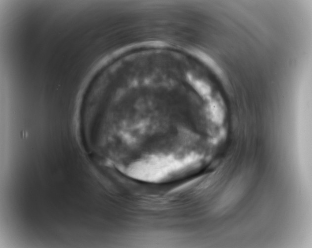 X0000088151327200706042021