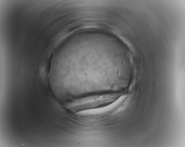 X0000088151369200706042020