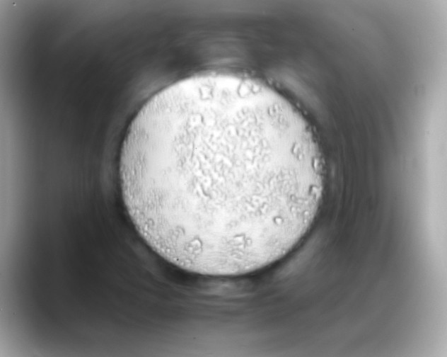 X0000088151405200706042020