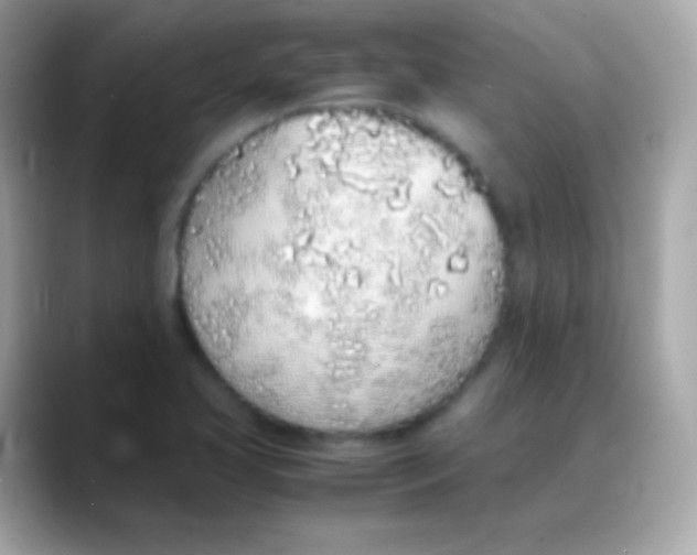 X0000088151413200706042020