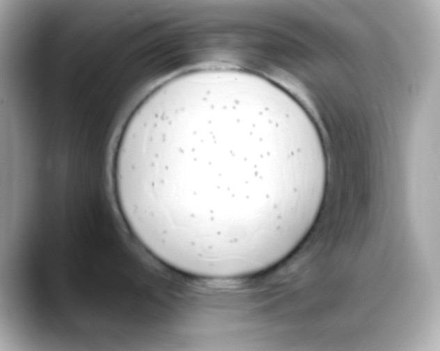 X0000088151488200706042019