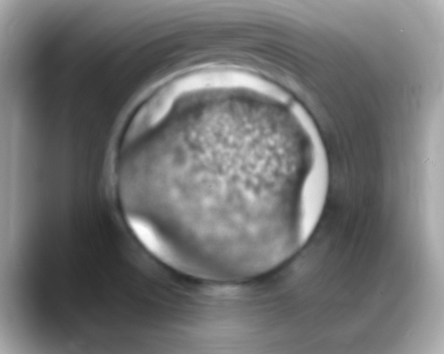 X0000088151522200706042019