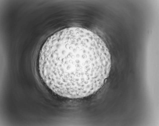 X0000088150145200706111449