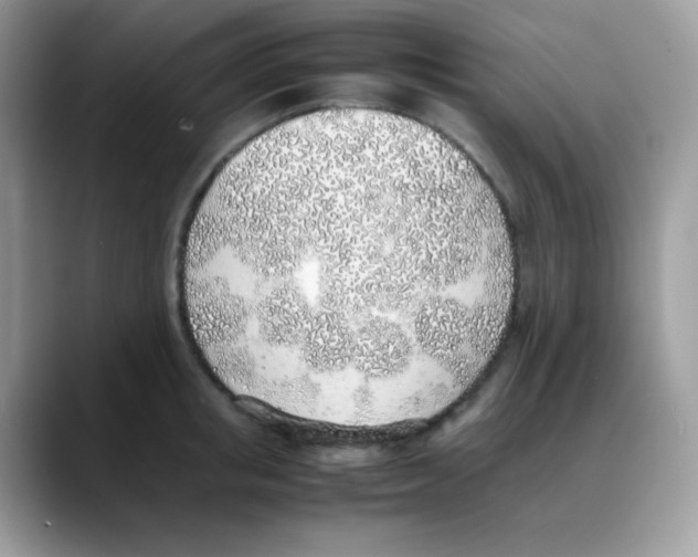 X0000088150853200706111442