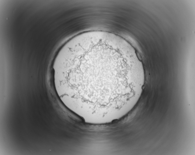 X0000088150952200706111441