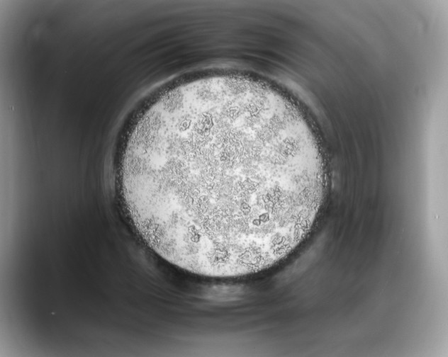 X0000088151117200706111438