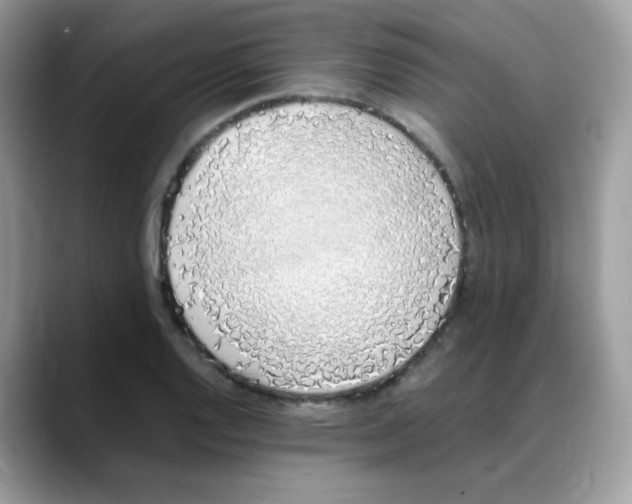 X0000088151128200706111439