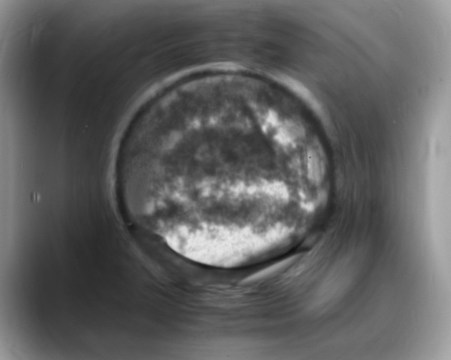 X0000088151327200706111436