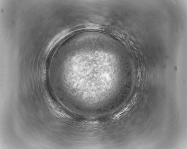 X0000088160247200705151125